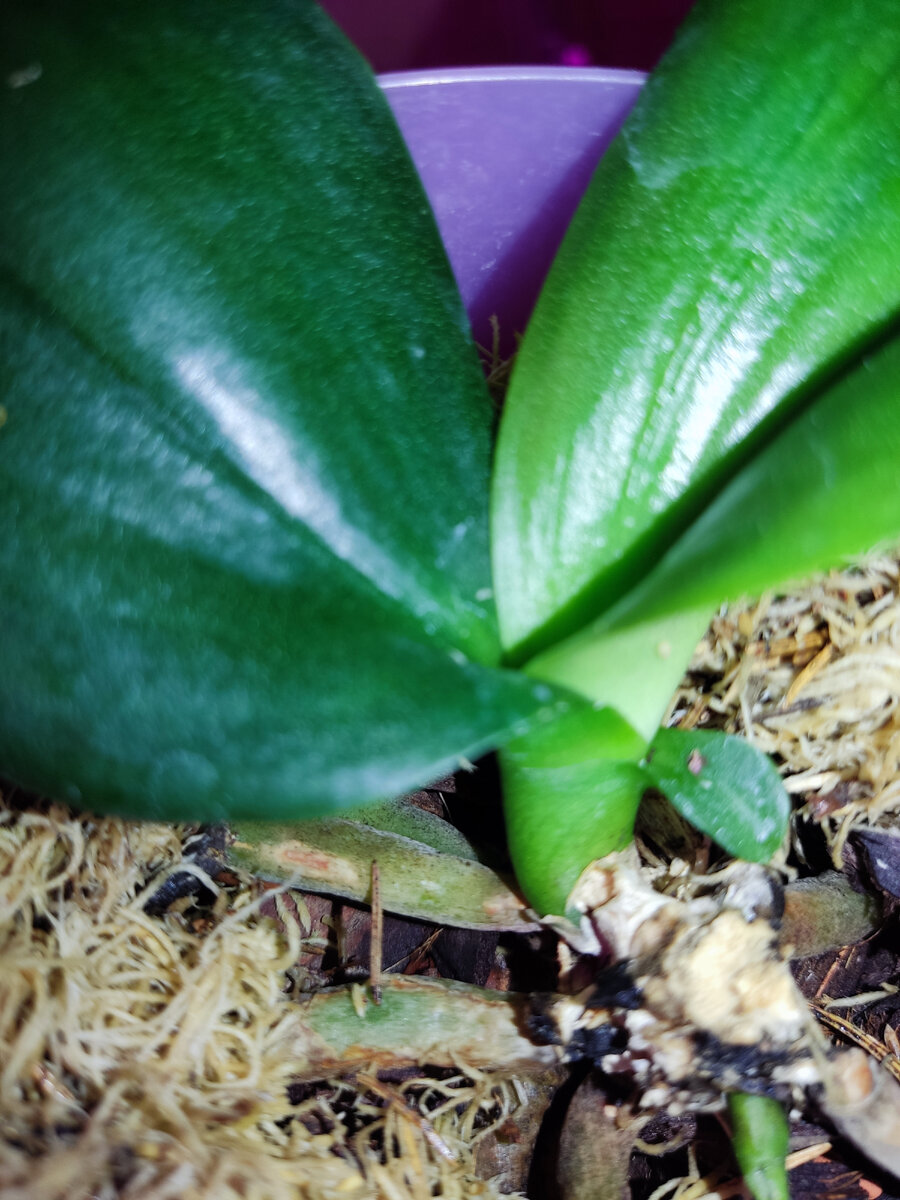 Так 4.12, ничего нового. 