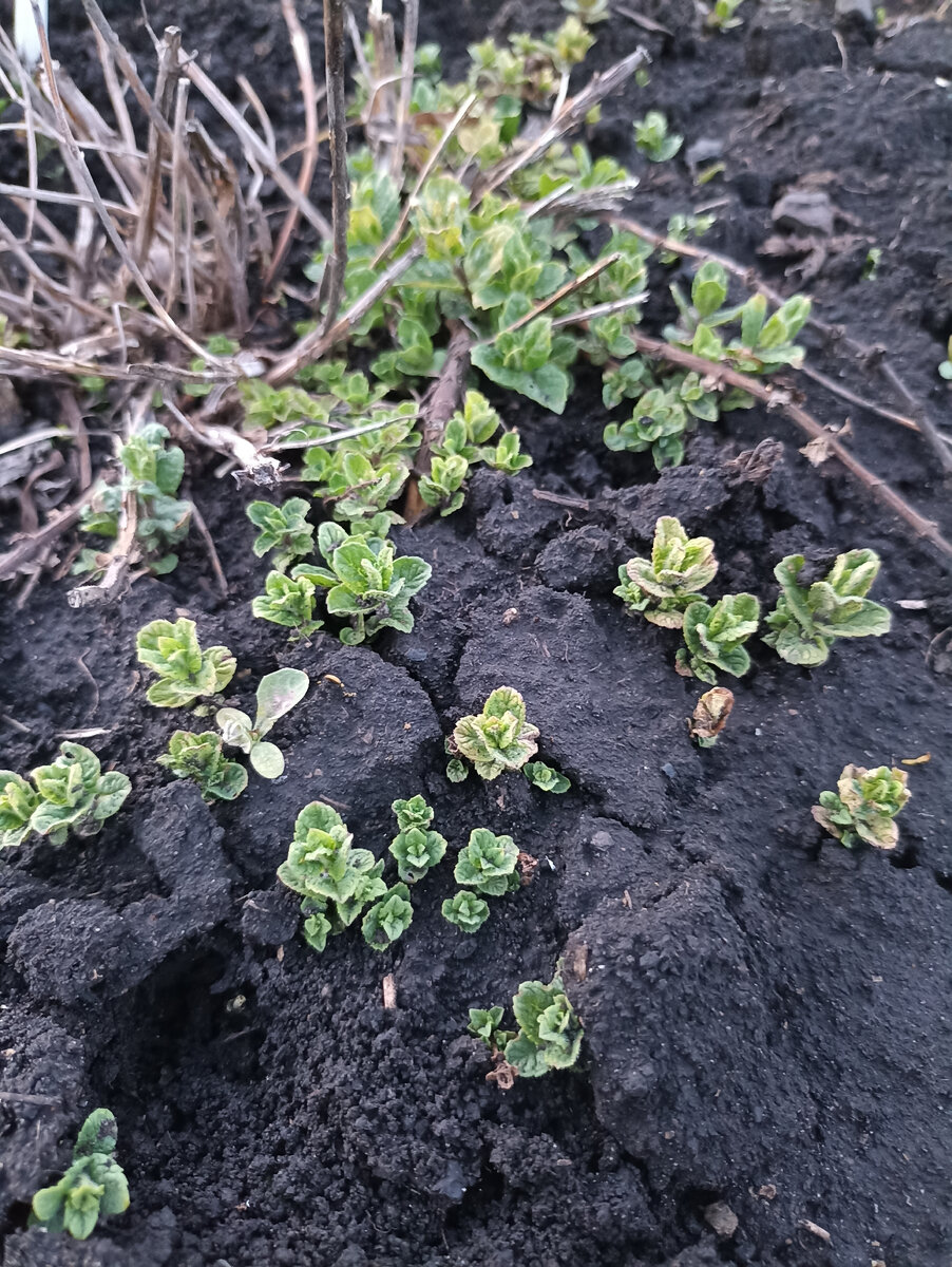 Мята мохито в моем саду. 