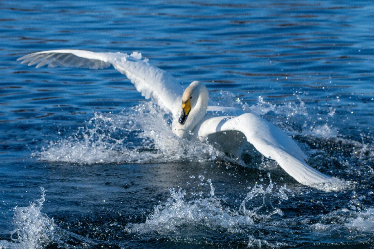 "Лови момент!"