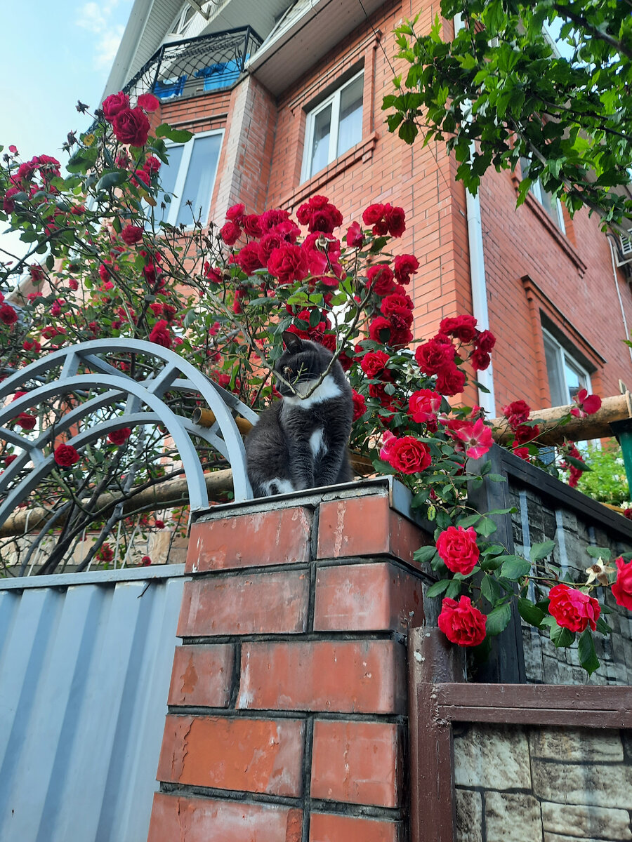 Фото Алены Бо. Гостевые дома в Лазаревском на улице Родниковой. И конечно, местные коты!