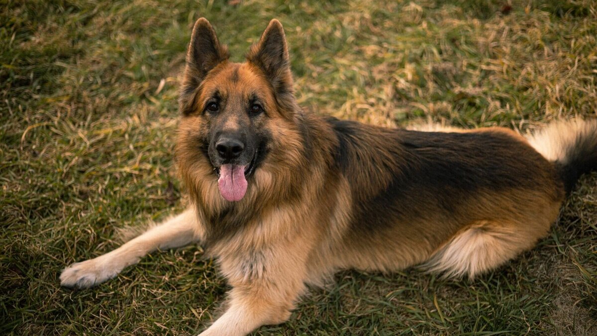     Если две большие собаки разорвут одну маленькую, то будет ли это преступлением для хозяина агрессивных псов? Полиция Владивостока провела проверку по одному не очень приятному инциденту, в ходе которого погибла домашняя такса и дала ответ на этот вопрос.