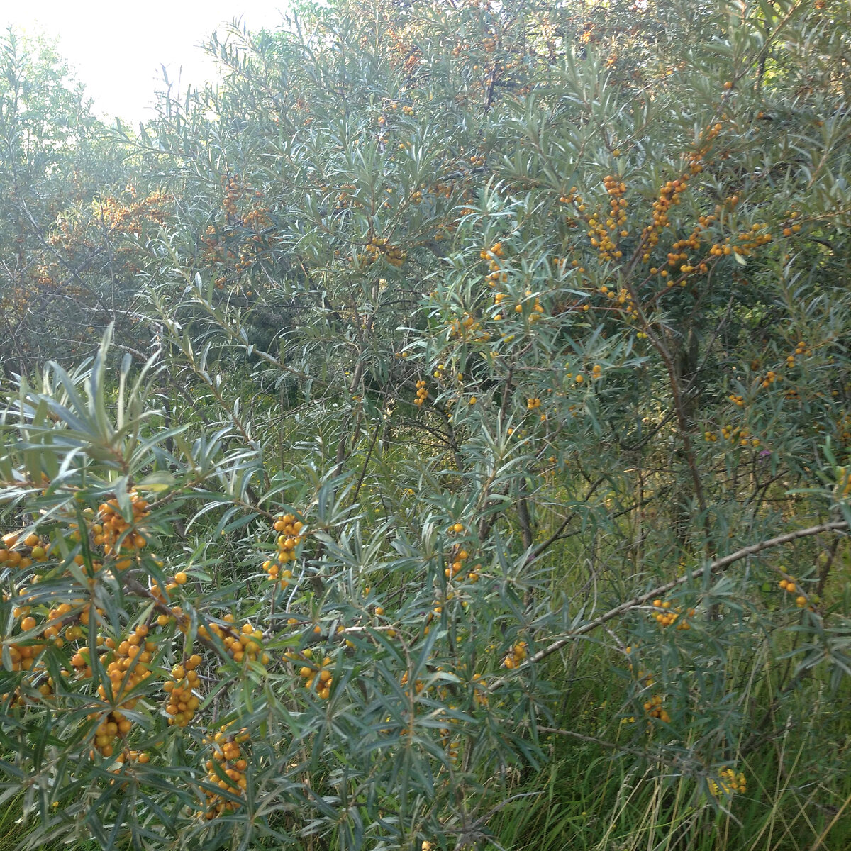 дикие заросли облепихи