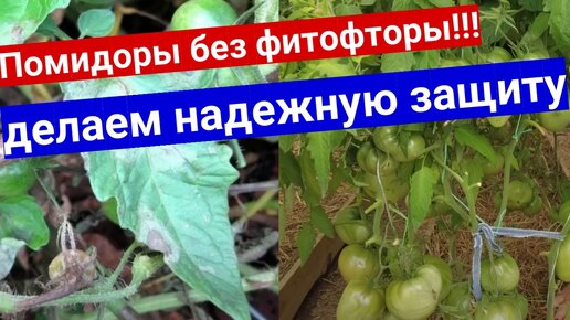 Надежная защита томатов от фитофторы. Укоренение пасынков томатов и защита помидор от фитофтороза