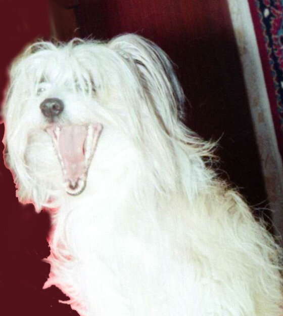 Собака в квартире