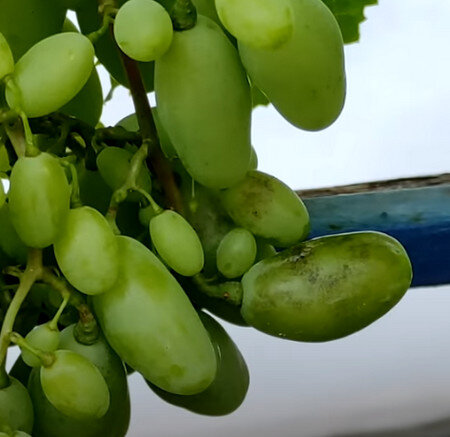 Первое проявление поражение оидиумом на ягодах.