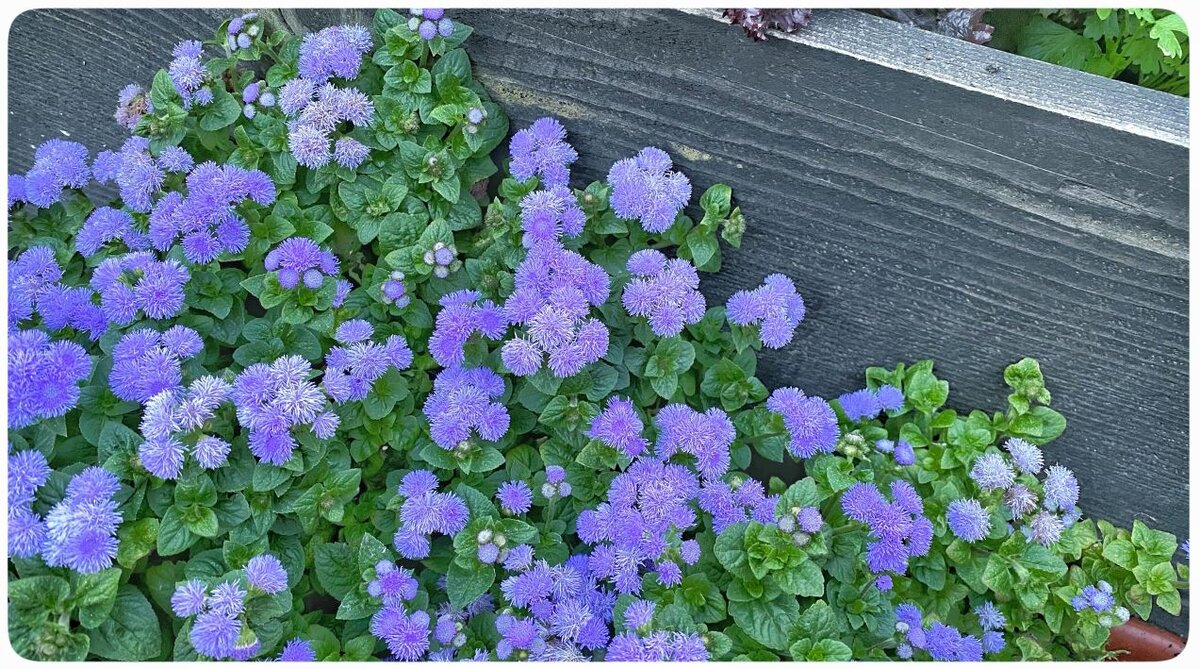 фото автора "Агератум в цвету"