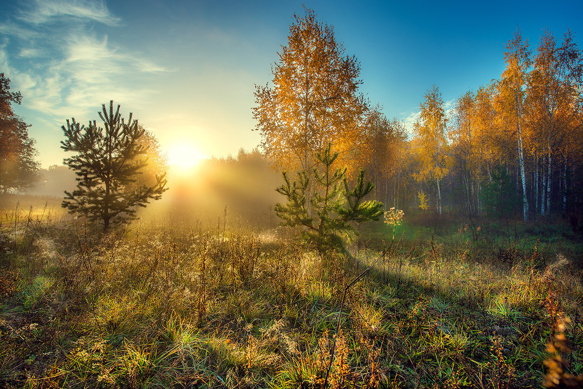 Осенний рассвет. Ранняя осень. Рассвет в осеннем лесу. "Солнце в лесу". Ранним утром сентября