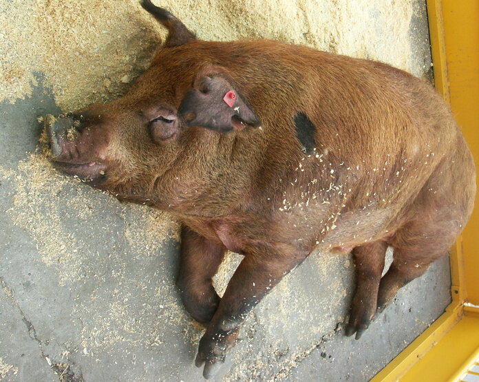 Фото: Царьград/Ростов-на-Дону