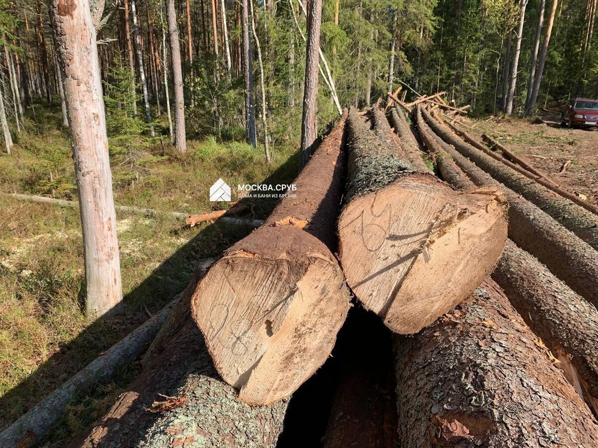 Производство срубов в Велиже Смоленской области | МОСКВА.СРУБ - Дома и Бани  из бревна ручной рубки с доставкой по России | Дзен