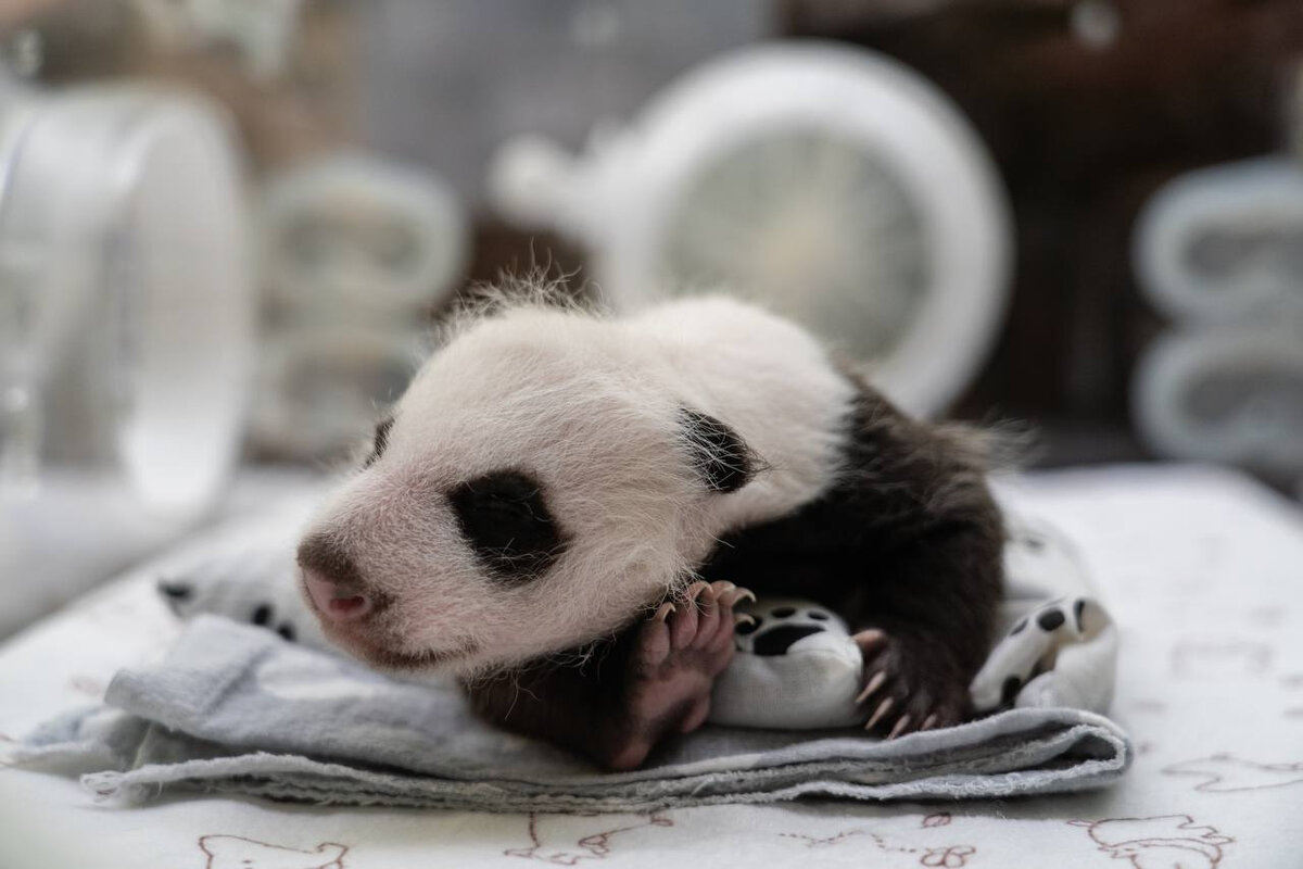 Малышка панда новости. Панда зевает.