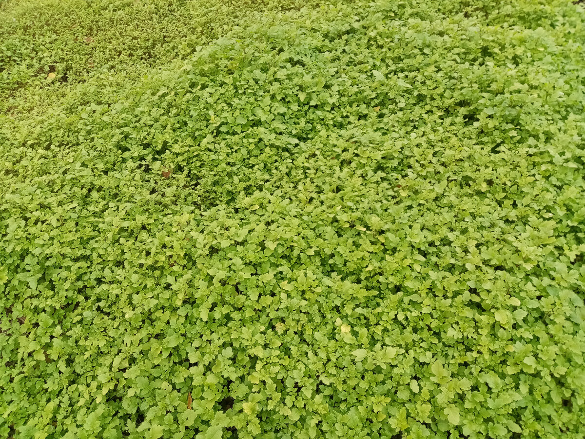 Сидераты осенью