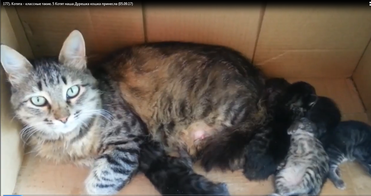 ССЫЛКА: https://www.youtube.com/watch?v=biBhePjiQII