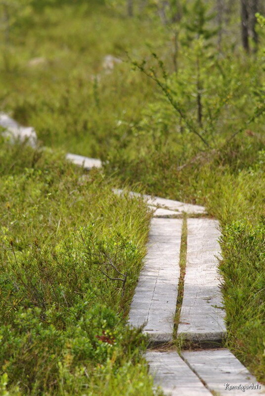  Традиционная  экологическая тропа вполне проходима для велосипедов с широкими  колесами. Пришлось пару раз слезать только на каменистых участках. Еще  здесь меня напугал огромный журавль. Огромная птица с длиннющими ногами  вылетела передо мною. Расчехлить аппарат, к сожалению, не успел.