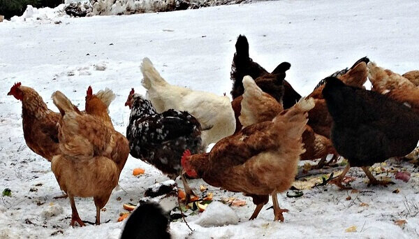 Сколько корма нужно курице-несушке в день: составляем рацион кормления
