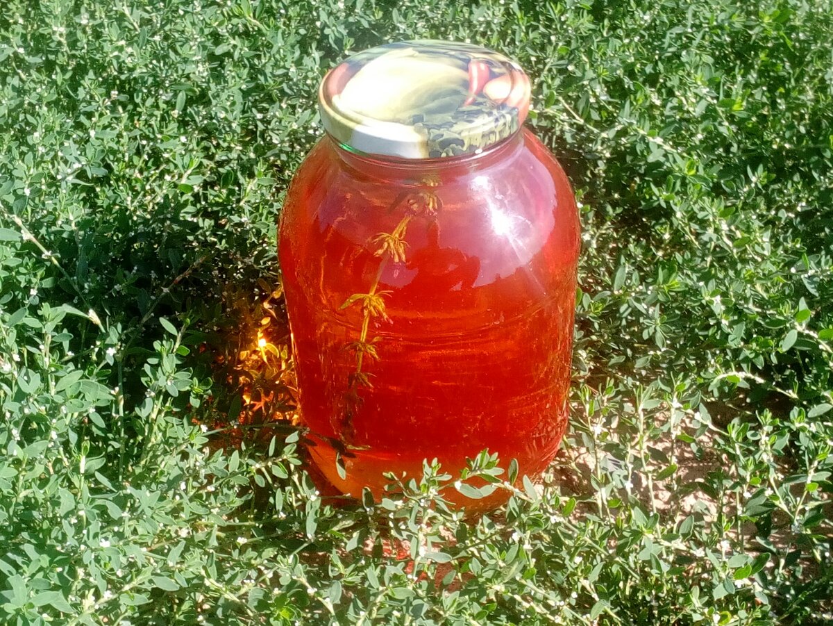 Настой зверобоя. Настойка зверобоя. Настойка самогона на дубовой щепе и изюме. Настойка на зверобое на самогоне рецепты. Настойка на зверобое на самогоне рецепты.