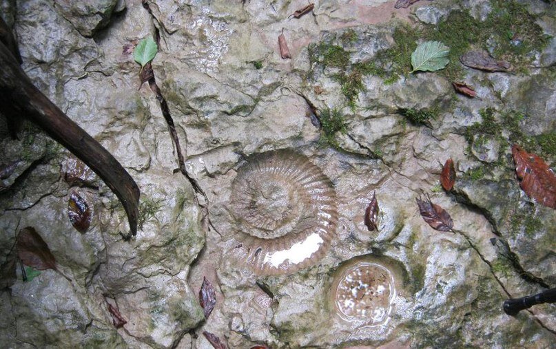 Аммониты республика адыгея майкопский район фото Реки, озера и водопады Адыгеи Городской турист Дзен