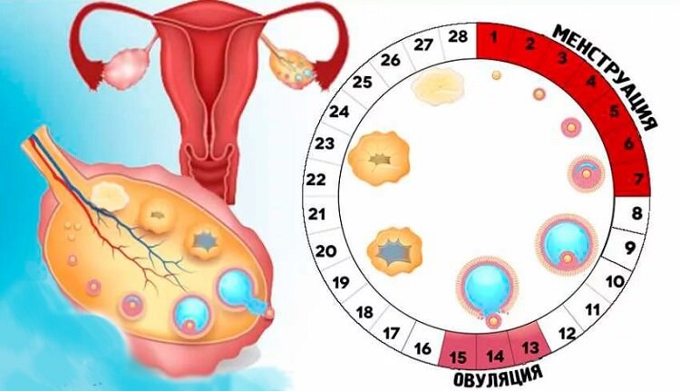 Почему отсутствует овуляция: причины и методы лечения