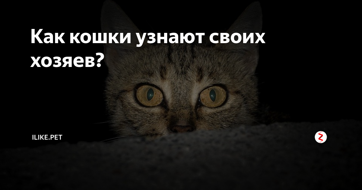 Как кошки узнают своих хозяев? | ZOO CHANNEL | Дзен