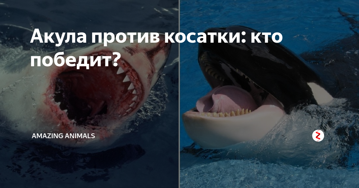 Кто сильнее акула или касатка. Касатки против акул. Акула vs Касатка. Касатка vs белая акула. Касатка против белой акулы.