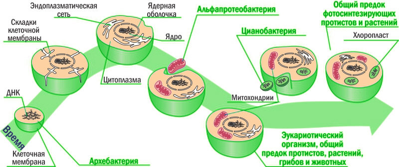 Появление эукариотических организмов