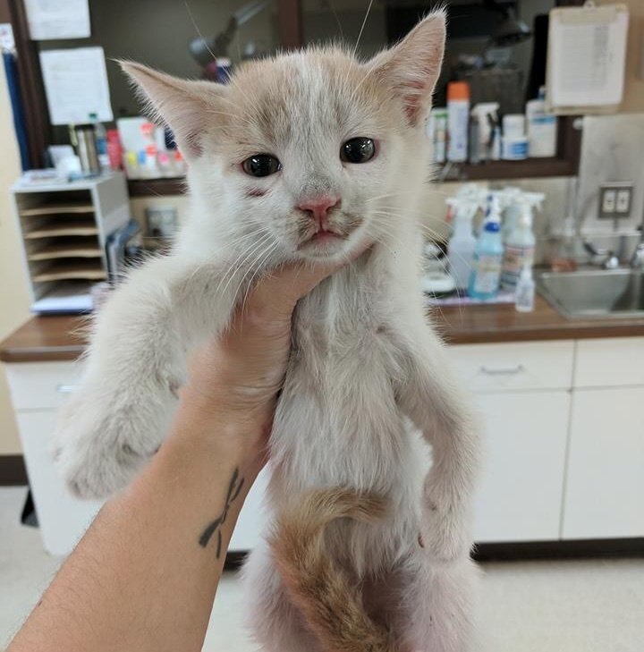 Броснан после спасения