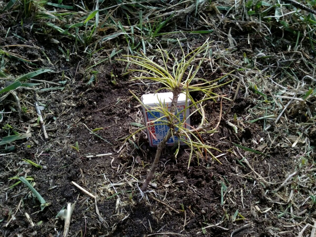 пятилетний кедр

