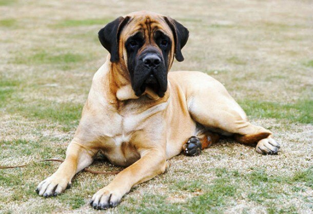 25 Самых крупнейших пород собак на Земле | Наука. Грани реальности | Дзен