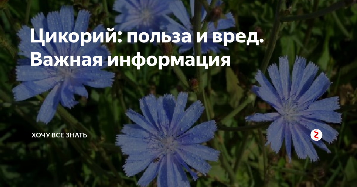 Цикорий вред для здоровья после 60. Цикорий вред. Цикорий польза и вред. Вредные качества цикория для человека. Цикорий польза и вред для здоровья.