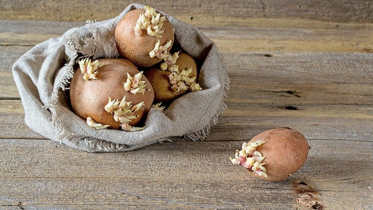 Проросшая картошка