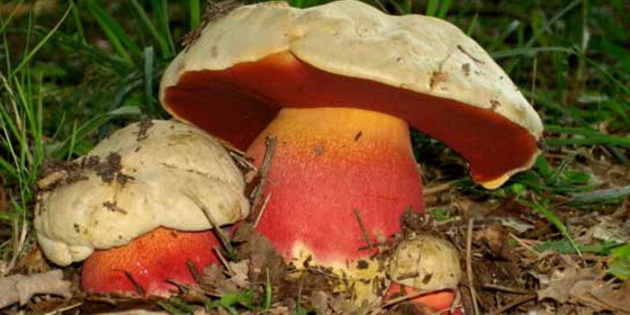 Характеристика грибов Сибири