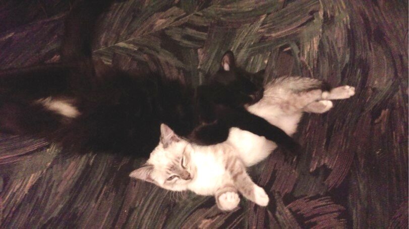 Заступница Чернуха и довольный мелкий маргинал.