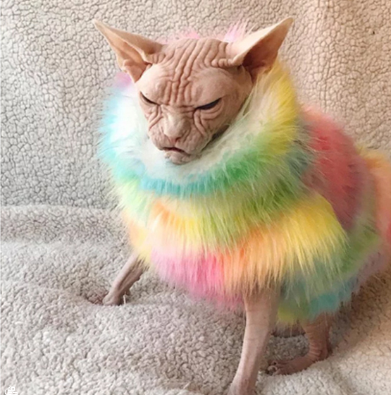 Кот Локи, порода Сфинкс