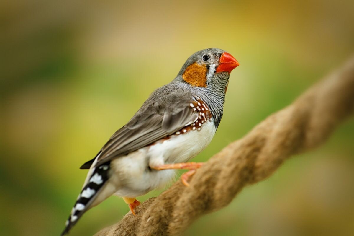 Присаживайся у костра и слушай историю, путник