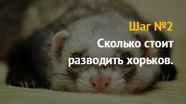 Разведение хорьков в домашних условиях