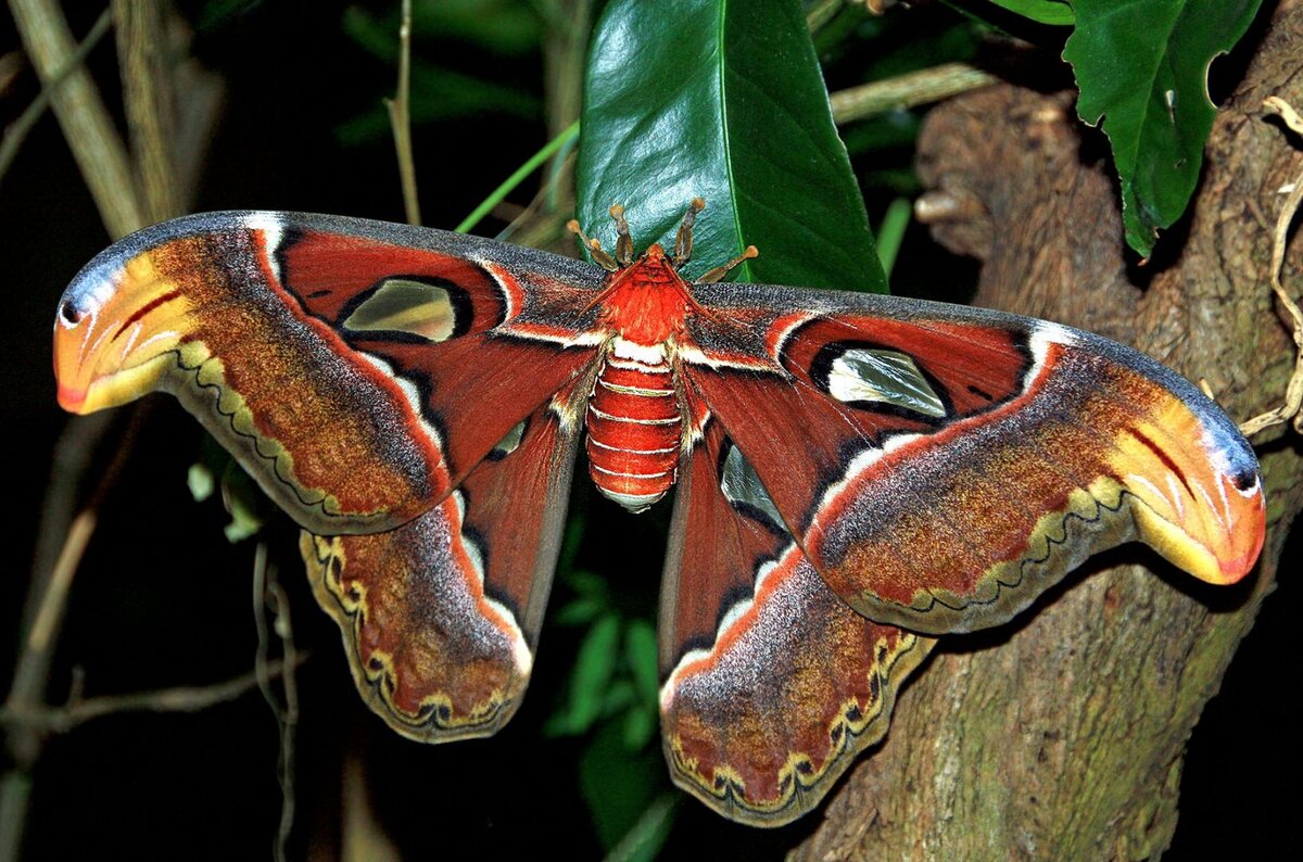 Павлиноглазка атлас Attacus Atlas