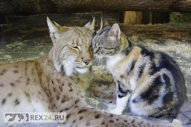 Фото: Ленинградский зоопарк