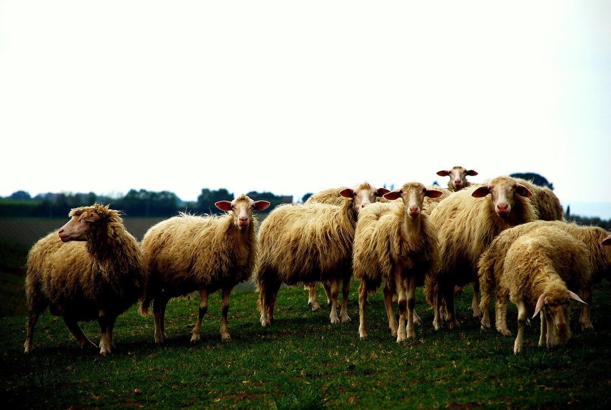 Возможно ли решение экологических проблем в сельском хозяйстве? | Agrovent  | Дзен