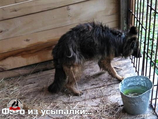 Герда в очереди на усыпление.