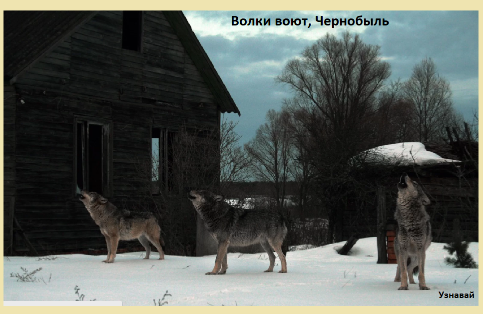 Ученые выяснили, что в то время как взрослые волки остаются внутри зоны, молодой волк ушел далеко за ее границы. Он стал регулярно уходить от своих мест примерно через три месяца после того, как специалисты стали отслеживать его перемещения. В течение 21 дня животное оказалось на расстоянии 300 км от запретной зоны.
Из-за технических проблем с GPS в ошейнике молодого волка, ученые не смогли определить, вернулся ли он в запретную зону, или постоянно остается вне. 