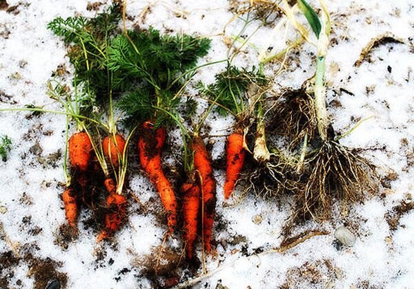 При подзимней посадке урожай моркови будет более качественным