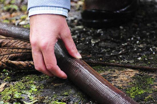 Вследствие огромных размеров дождевой червь Giant Gippsland напоминает змею. В обычном положении достигает 0,8 метра в длину и 4 см в ширину! В вытянутом положении до 2 метров!-2