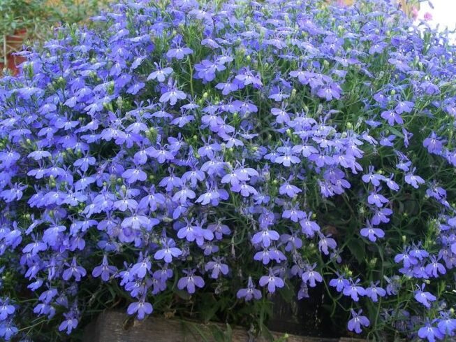 Сорта белой лобелии: подборки, фотографии и отзывы | Название сайта