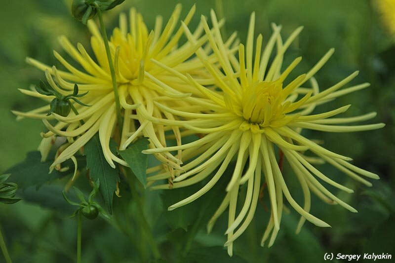 Георгин Gryson's Yellow Spider