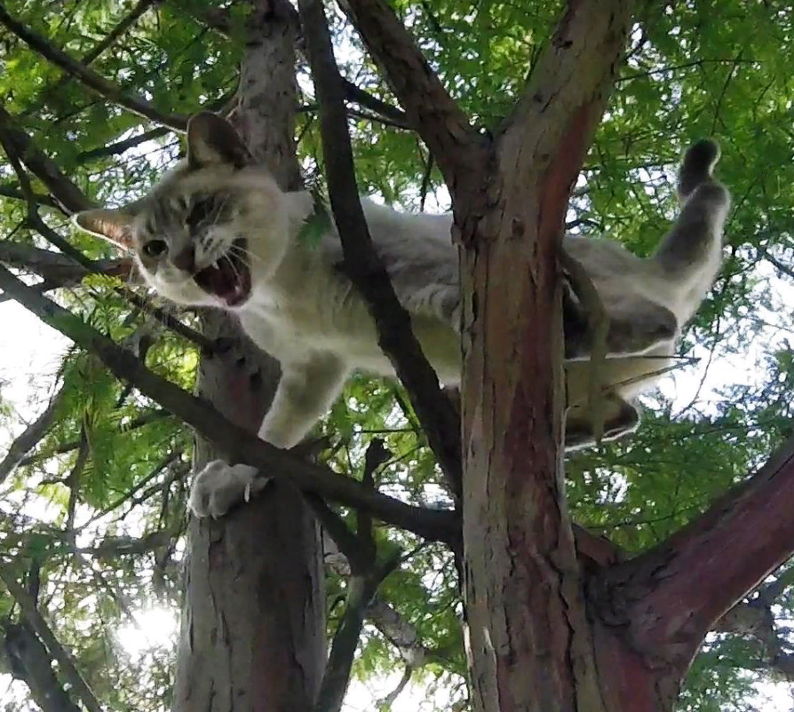 Забираться в чащу. Кошка лазает по деревьям. Котенок на дереве. Кот застрял на дереве. Кошка забирается на дерево.