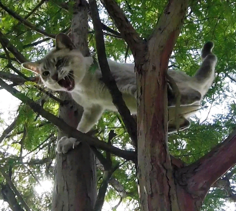 Кошка забирается на дерево. Кошка лазает по деревьям. Котенок на дереве. Кот застрял на дереве. Кошка залезла на дерево.