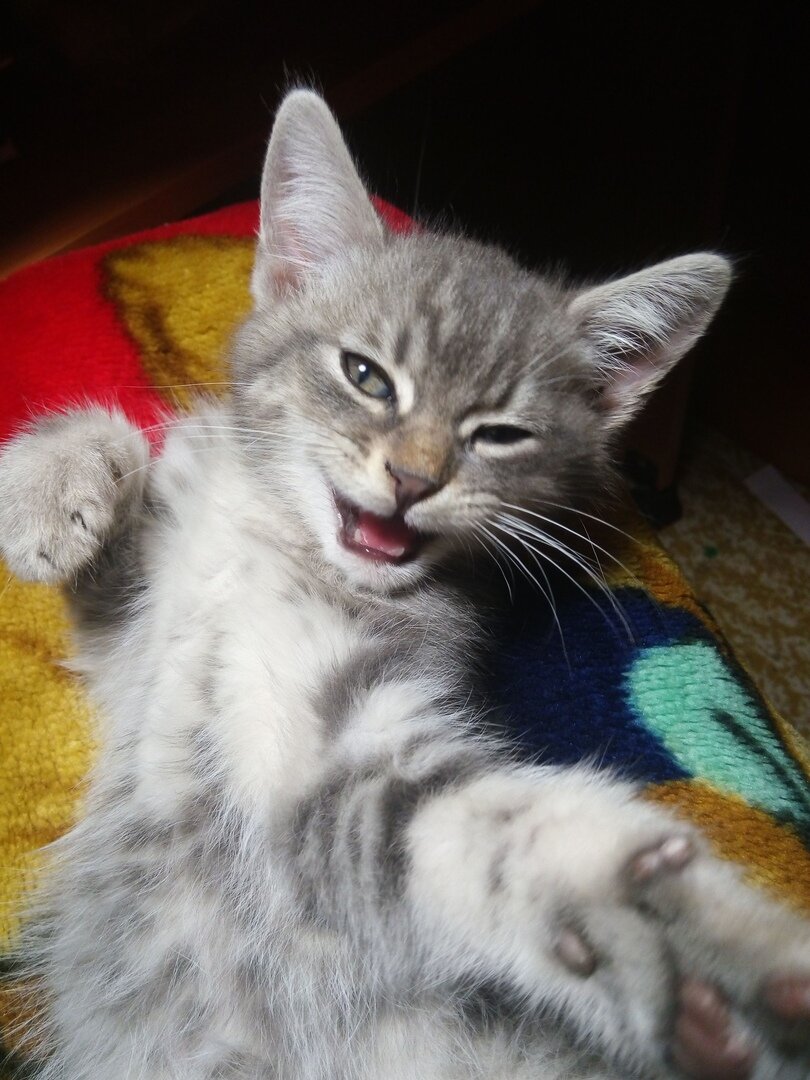 Как будто маловато зубов, но это иллюзия))