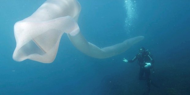 Морское чудовище, подводный организм