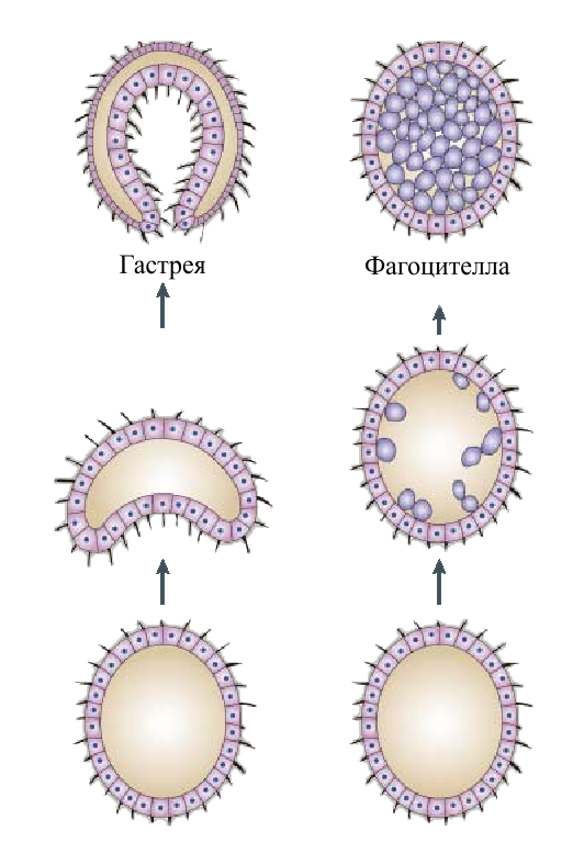 Фагоцителла. Теория фагоцителлы Мечникова. Теория гастреи Геккеля. Гипотеза фагоцителлы Мечникова. Теория многоклеточности Мечникова.