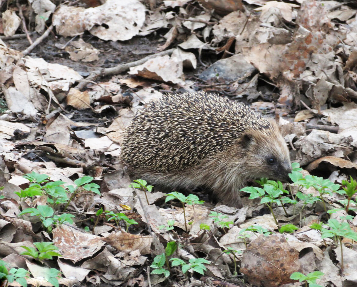 Ёжик ищет вкусненькое в прошлогодней листве. Фото автора.