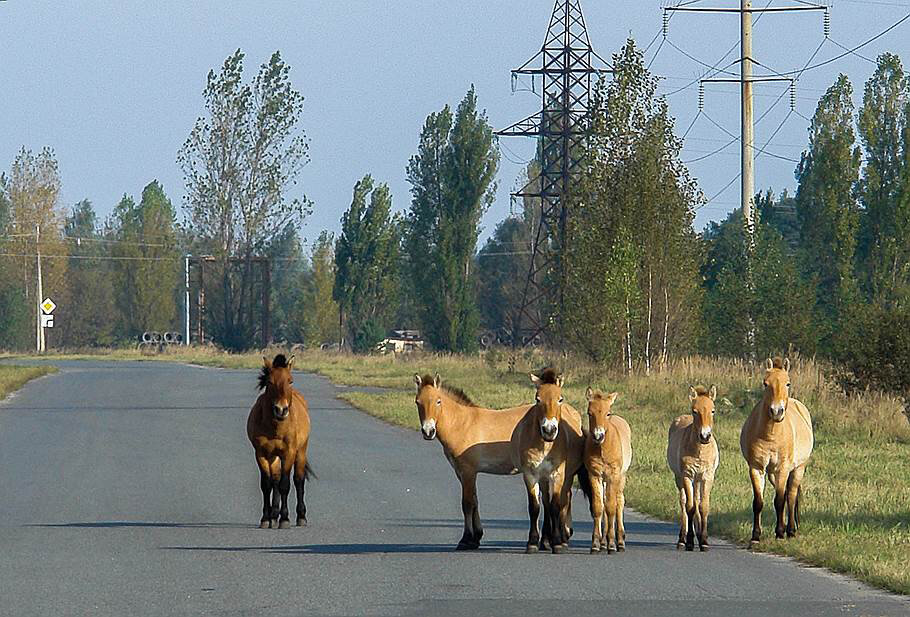 Животные в чернобыле сейчас фото